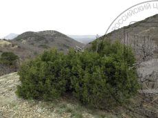 Juniperus-foetidissima_М12